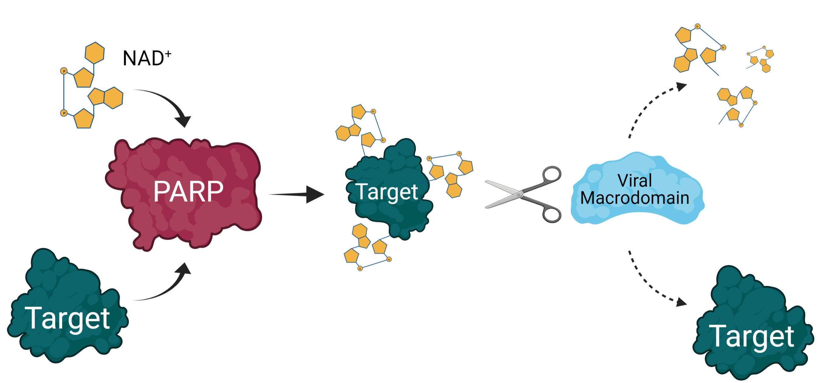 Illustration of the host-virus conflict.