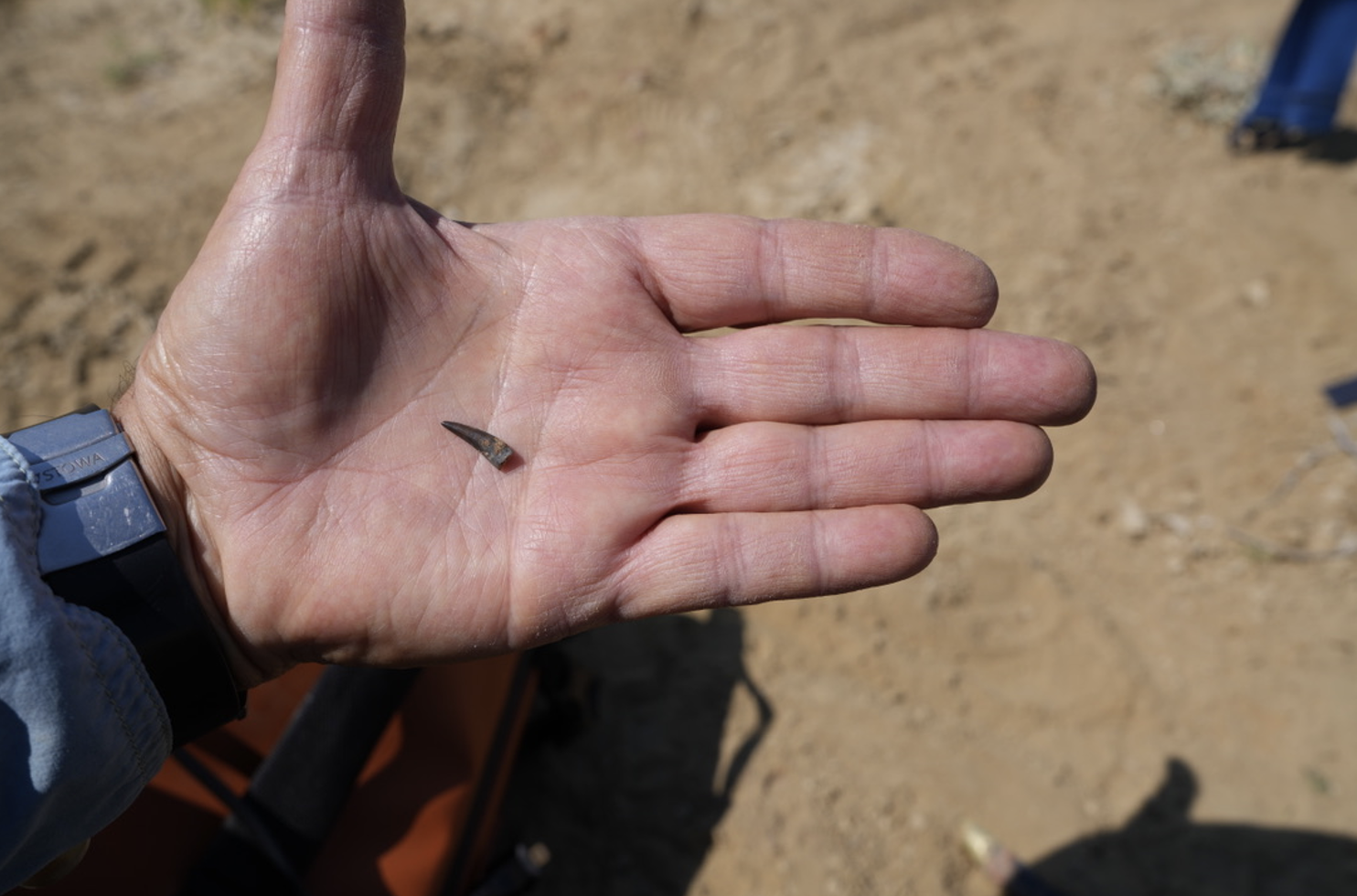  Dr. Tom Grant holding a raptor tooth.