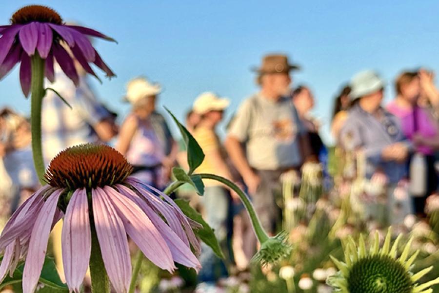 Two Echinacea purpurea flowers at the native plants garden, with a crowd of visitors in the background.