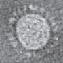 A typical coronavirus
