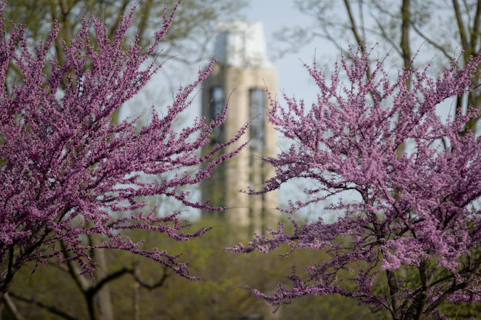 Trees in bloom on the Lawrence campus, with the Campanile seen in the distance.