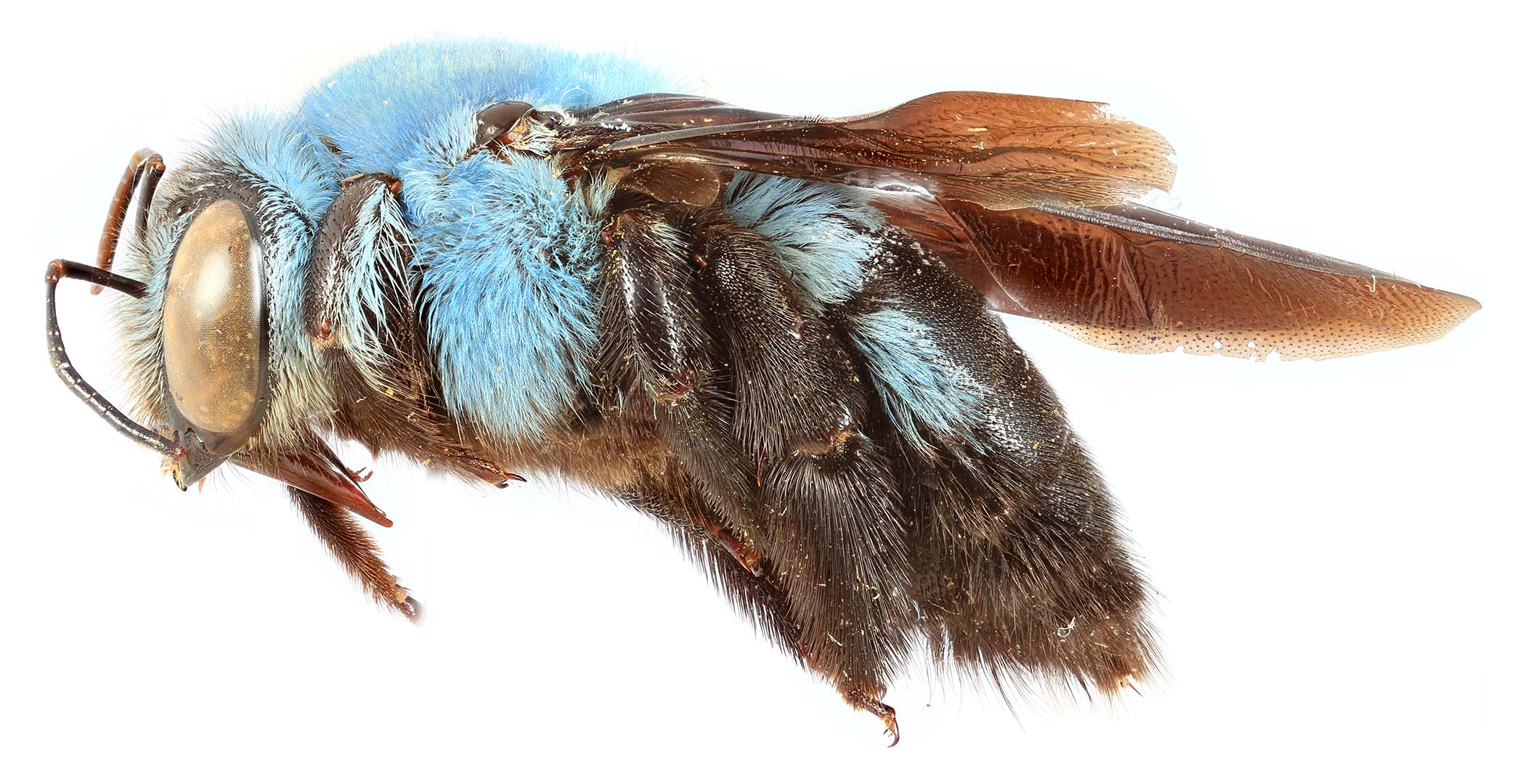 A museum specimen of blue carpenter bee, a solitary bee species from the genus Xylocopa.