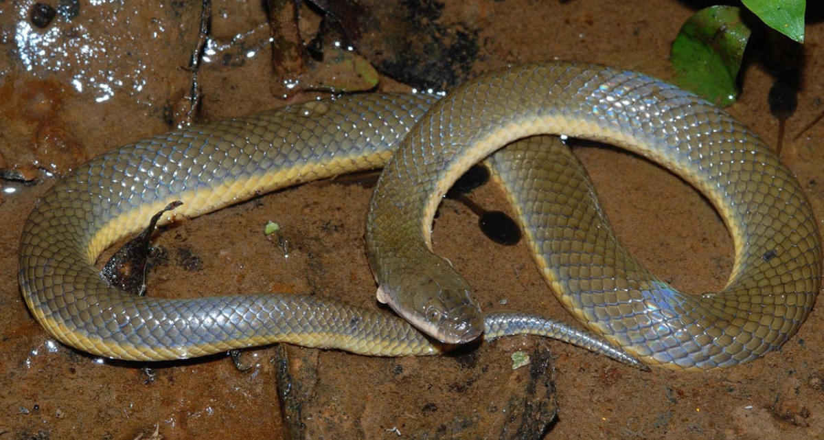 This photo shows Hypsiscopus murphyi sensu, a rice paddy snake.
