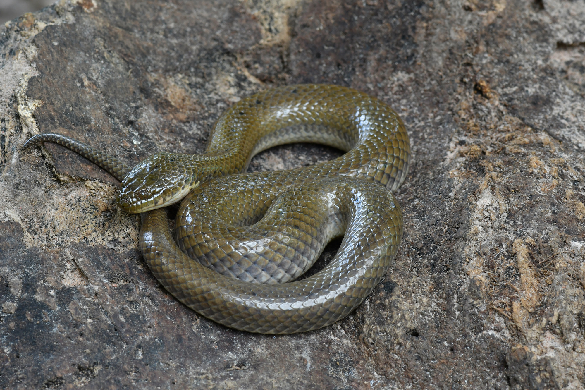 Coiled aquatic snake known as Hypsiscopus plumbeus.