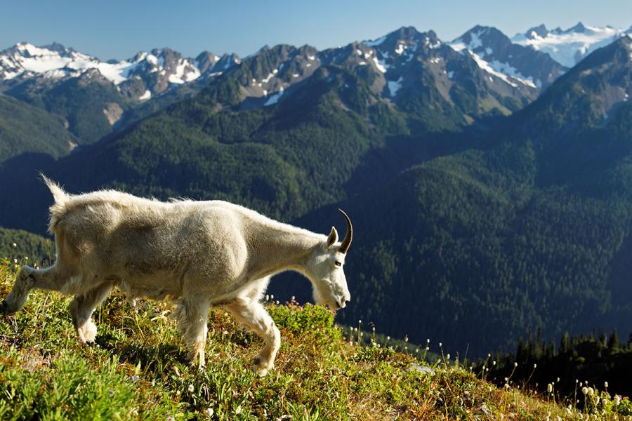 Mountain goat walking through grass high in the mountains