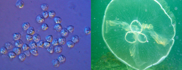 Left, myxozoan spores from Kudoa iwatai. Each spore is approximately 10 micrometers in width. Photo by A. Diamant.  Right, the jellyfish Aurelia aurita (moon jelly).  The bell is approximately 25 centimeters wide, or 25,000 times larger than a myxozoan spore.