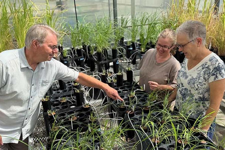 Three researchers in greenhouse gesturing toward plants in seed trays with water tubes.