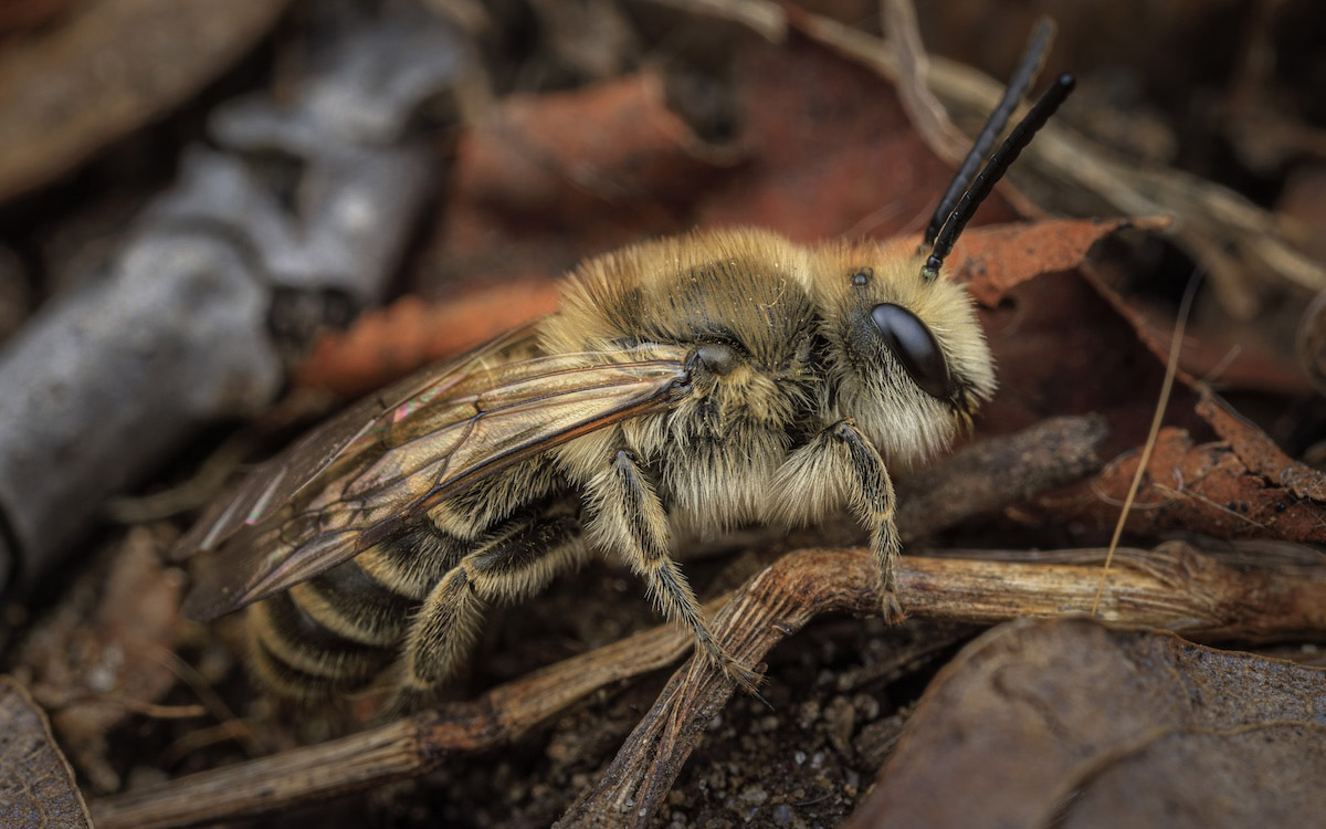 Newly emerged male cellophane bee Colletes inaequalis Say at a nesting aggregation in Tenhave Woods Nature Preserve in Royal Oak, Michigan, in 2024.