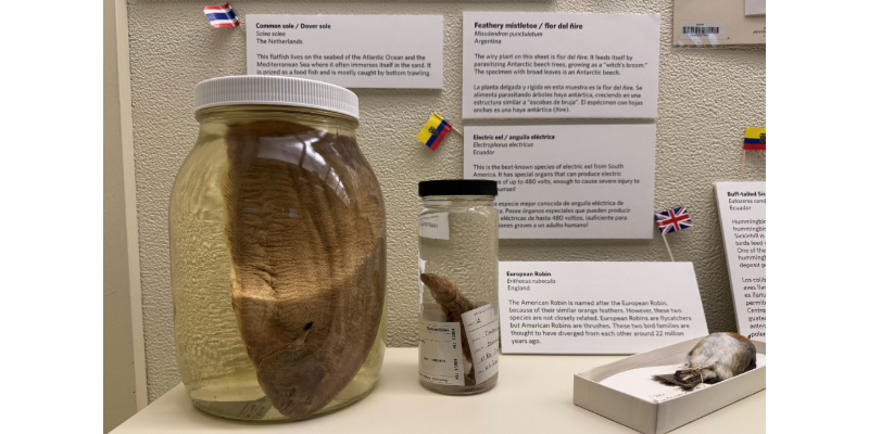 KU Natural History Museum’s exhibit celebrates global biodiversity during international soccer tournament