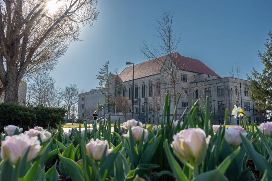 Watson Library pictured in the background with blooming pink tulips in the foreground.