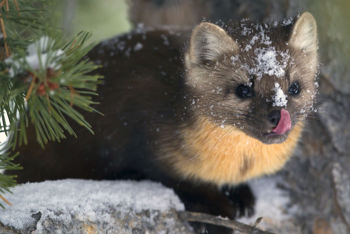 Photo of a Pacific marten (Martes caurina). Credit: L. L. Master, courtesy of the Mammal Image Library.