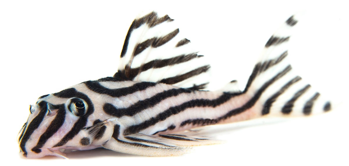 Expert on catfishes publishes updated volume on catfish biology and evolution