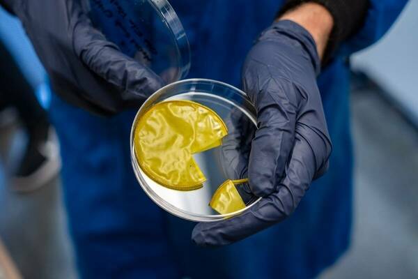 Gloved hands holding a petri dish containing a yellow disc with a piece removed