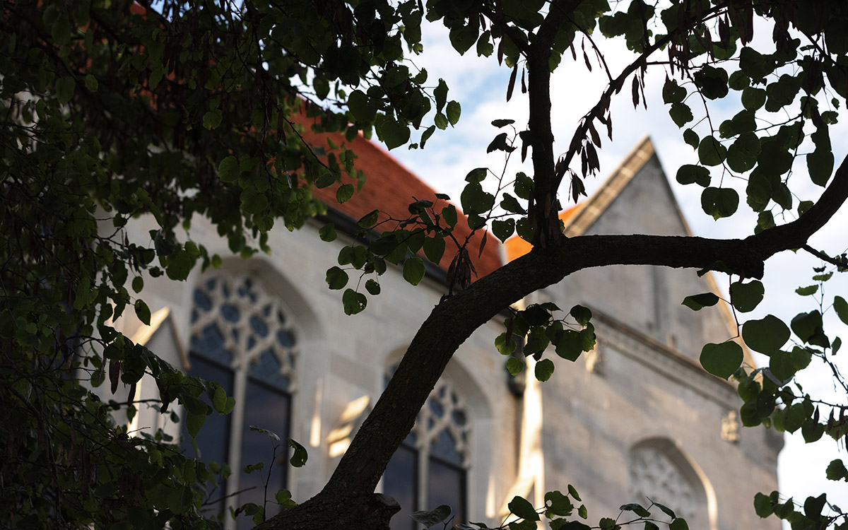 Watson library with tree branches in foreground