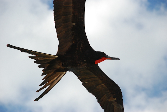 The Magnificent Frigatebird, a marine bird that ranges widely over ocean environments. Credit: A. Townsend Peterson.