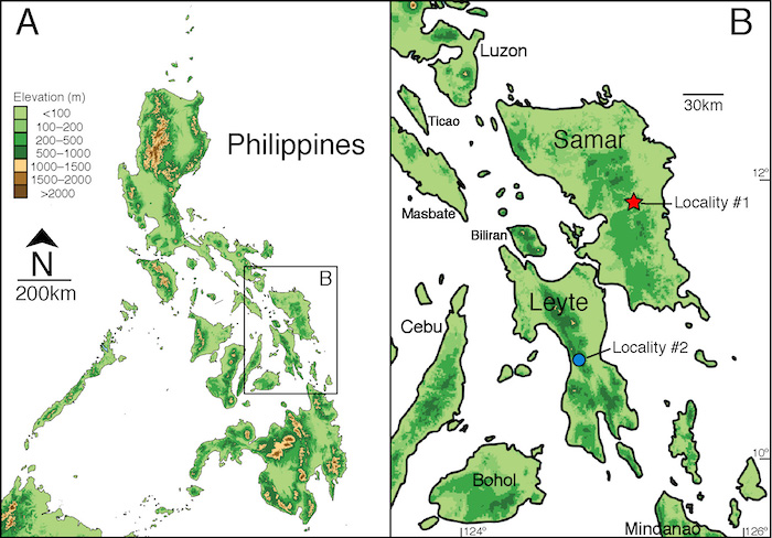 The Waray Dwarf Burrowing Snake was collected on the Philippine islands of Samar and Leyte. Credit: Weinell, et al.