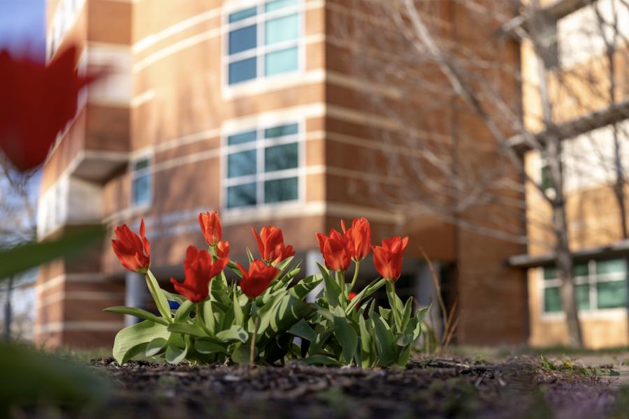 red tulips in foreground; brick building in background