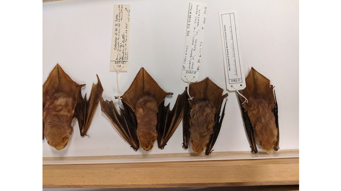 a row of 4 bat specimens