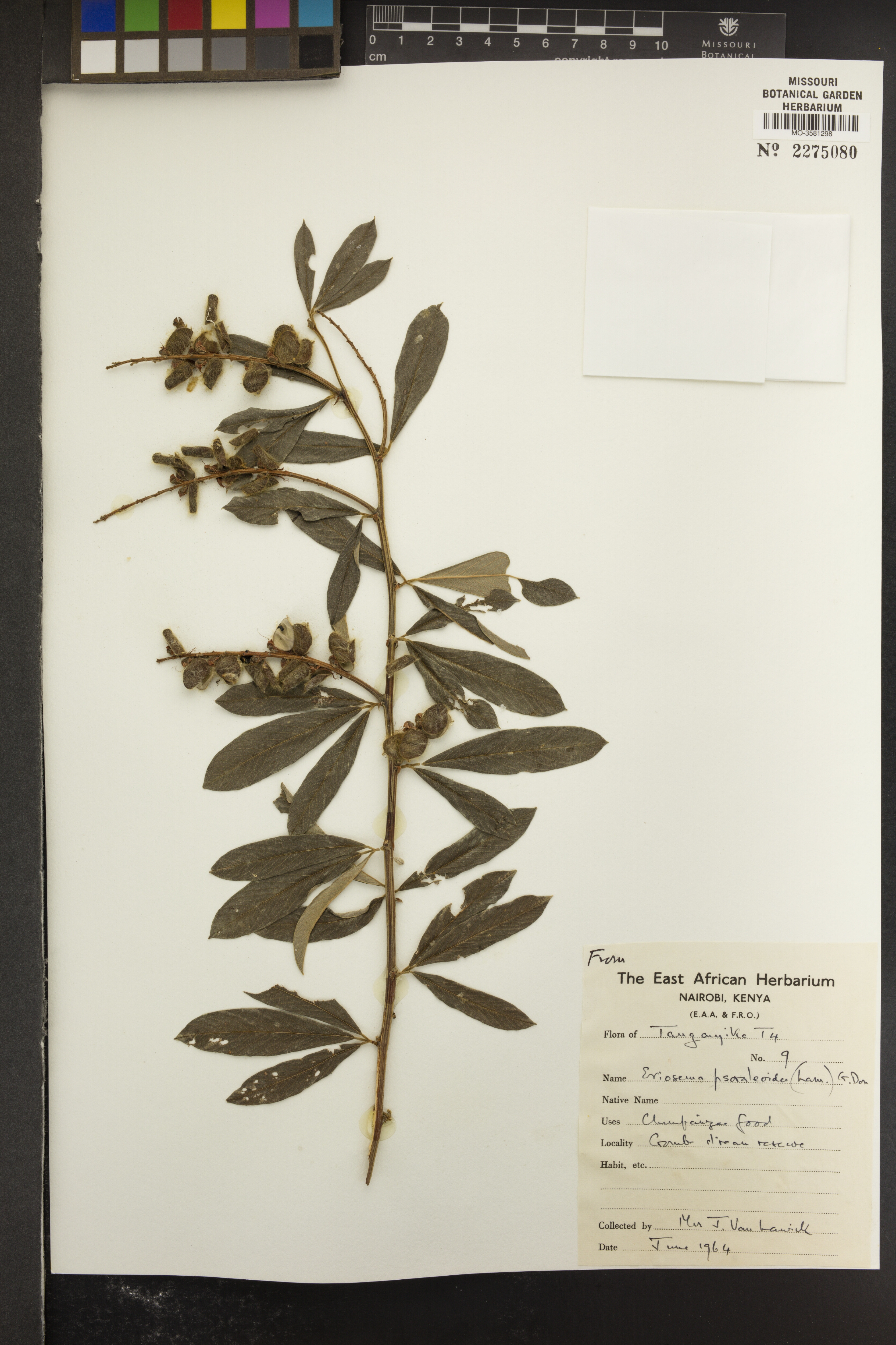 The plant species Eriosema psoraleoides G. Don.  Photo courtesy of Tropicos.org. Missouri Botanical Garden
