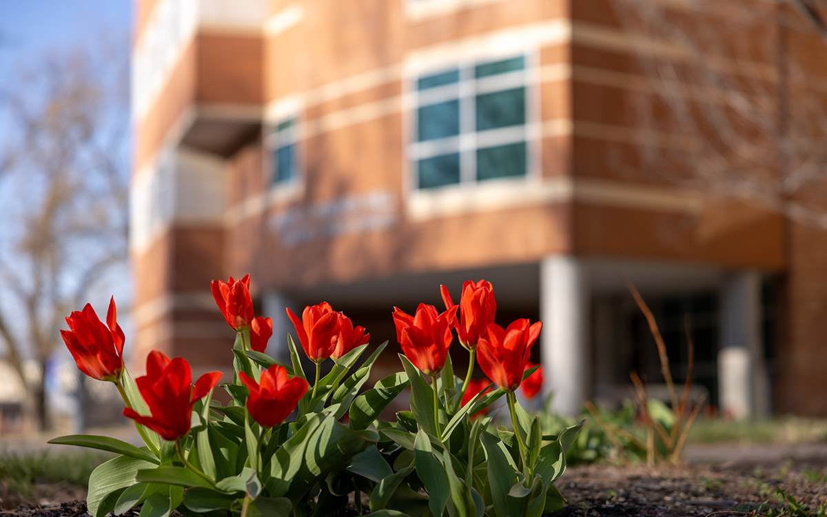 Tulips blooming in front of Joseph R. Pearson Hall, home to the KU School of Education & Human Sciences.