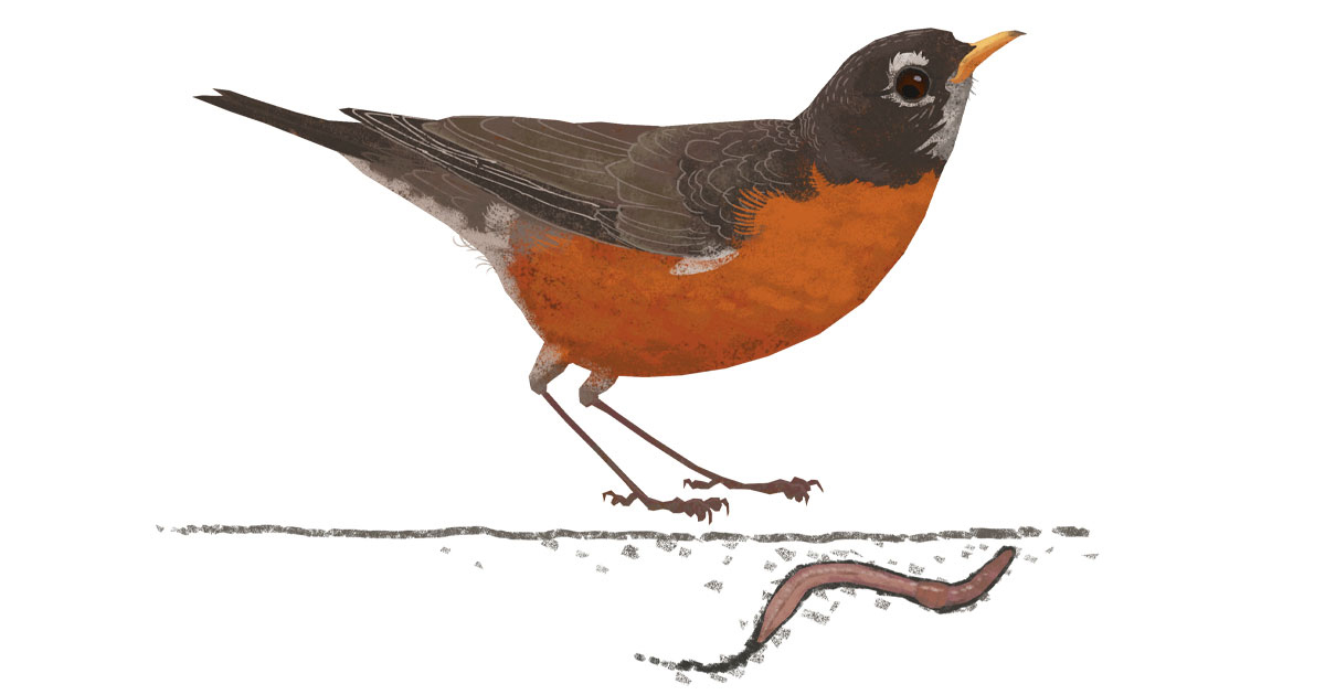  This robin illustrates Megan Kaminski’s poem, “Under tree canopy,” in the new book “Words of a Feather.” 
