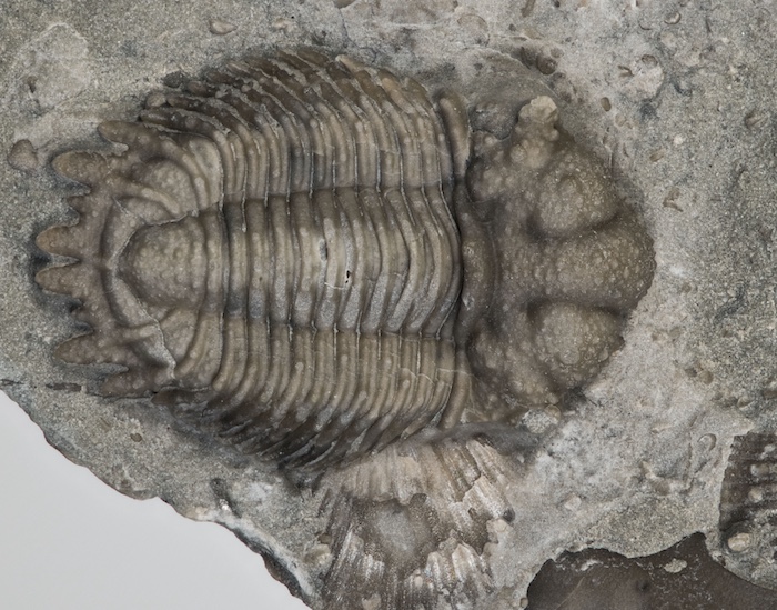 The trilobite Acanthopyge, from Oklahoma, in the collections of the Division of Invertebrate Paleontology in the KU Biodiversity Institute. Credit: Steven Wagner.