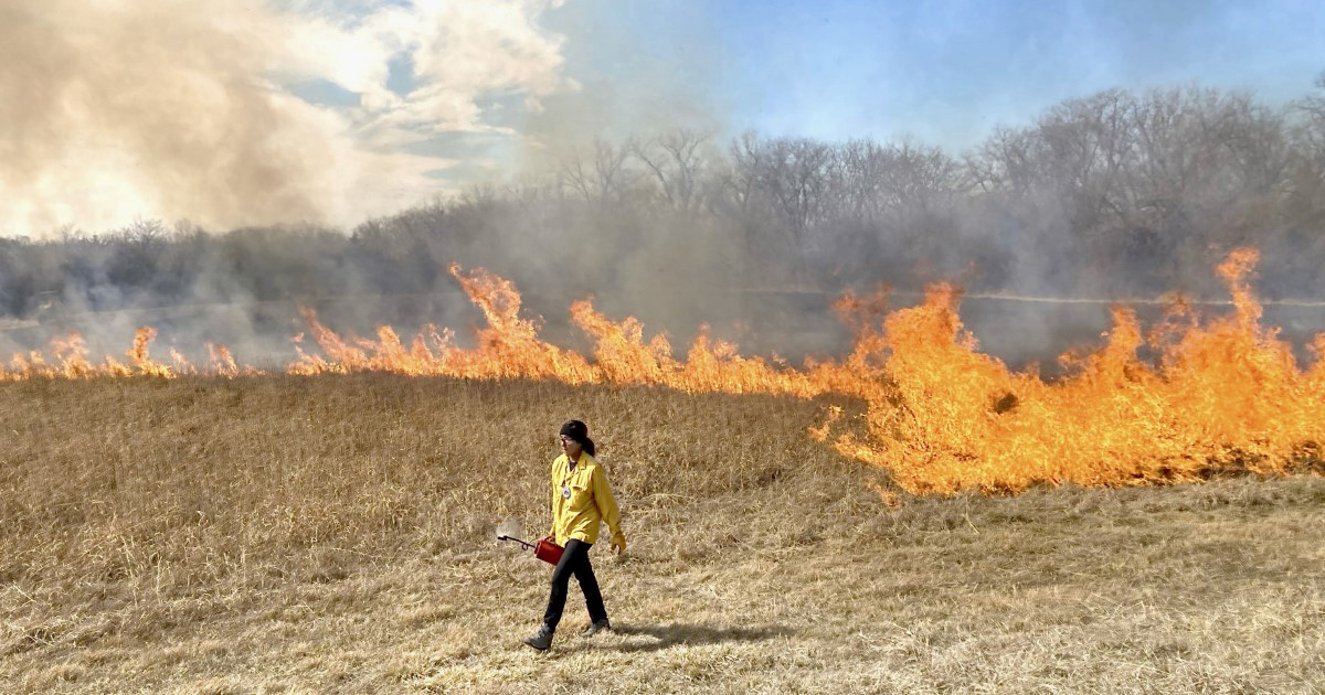  Melinda Adams uses a drip torch to lead a cultural burn at the KU Field Station. Credit: Joey Orr, Andrew W. Mellon Curator for Research, Spencer Museum of Art