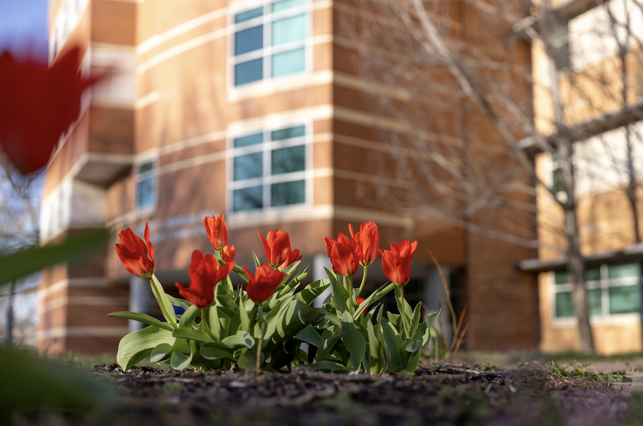 red tulips in foreground; brick building in background