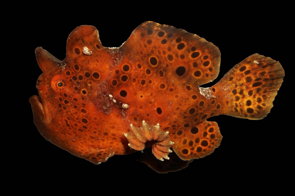 Species of frogfish Antennarius