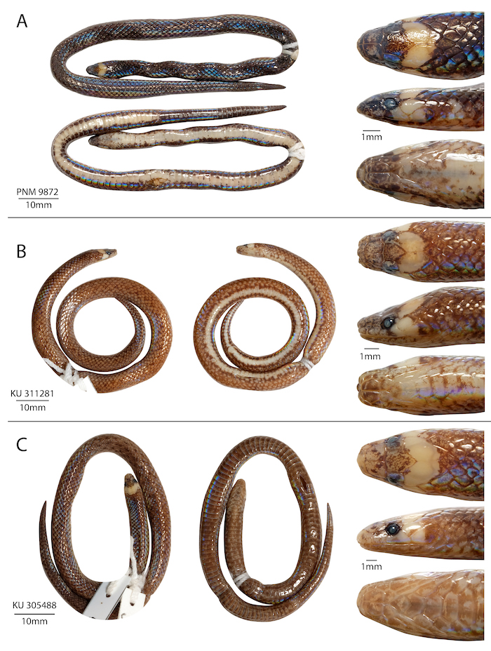 Three example specimens of Waray Dwarf Burrowing Snake (Levitonius mirus). Credit: Weinell, et al.