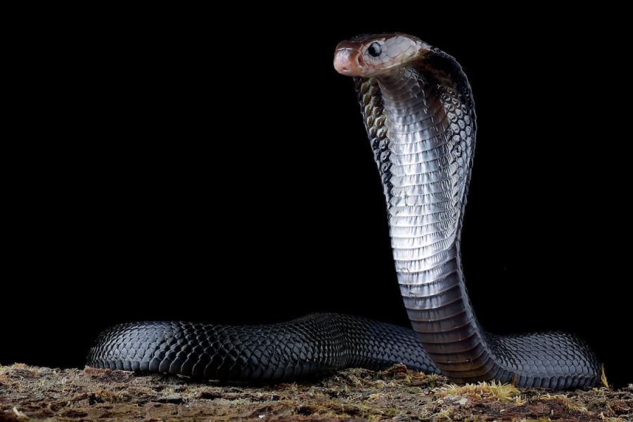 Stock image of a Japanese spitting cobra