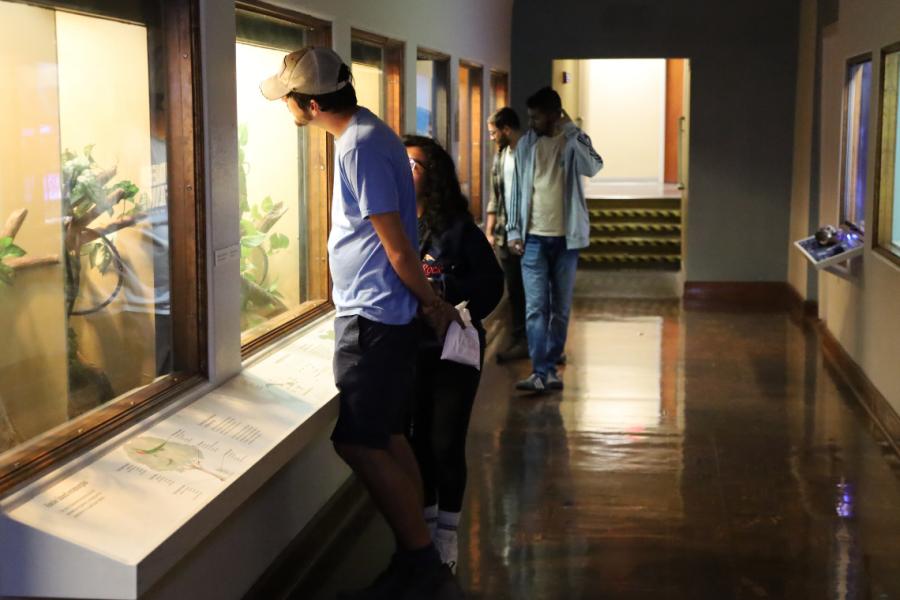 Visitors look into the live snakes and anoles enclosures, located at the KU Natural History Museum