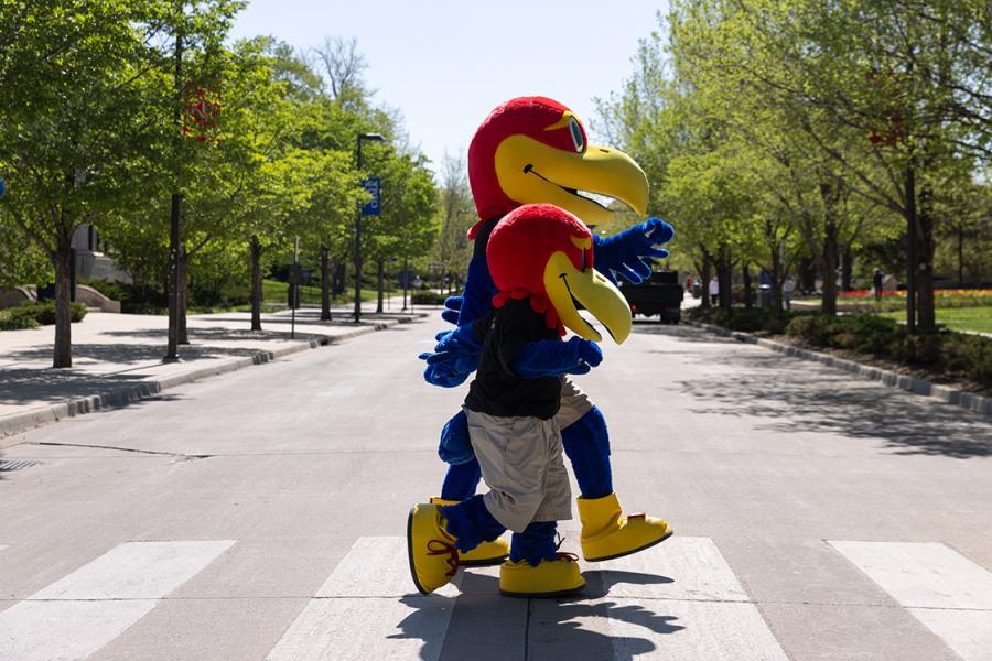 Big Jay and Baby Jay cross Jayhawk Boulevard on a spring day at the University of Kansas Lawrence campus.