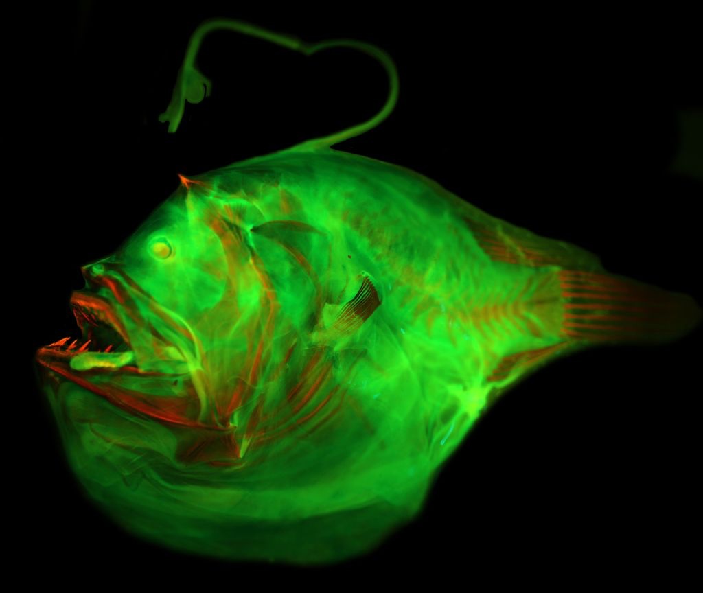 Photo of the Anglerfish species Bufoceratias wedli from the Field Museum of Natural History.