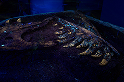 Back at the lab, the researchers found the fossil glowed under a black light.