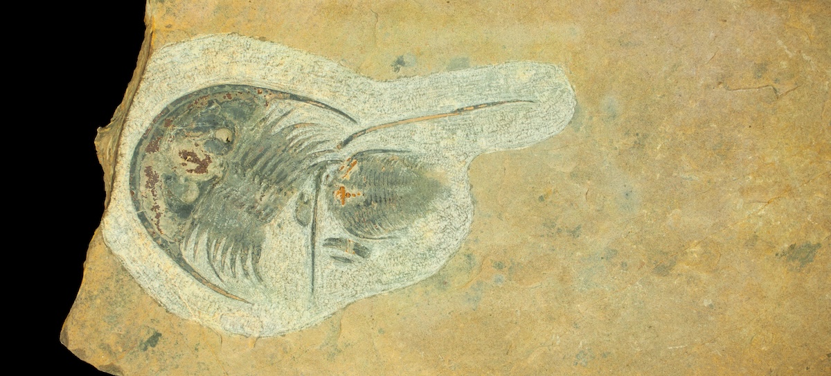 Photo of fossil in box from KU Biodiversity Institute and Natural History Museum