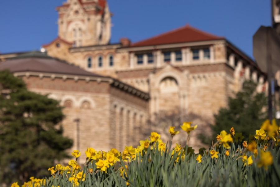 Daffodils bloom in front of Dyche Hall along Jayhawk Boulevard at the University of Kansas.