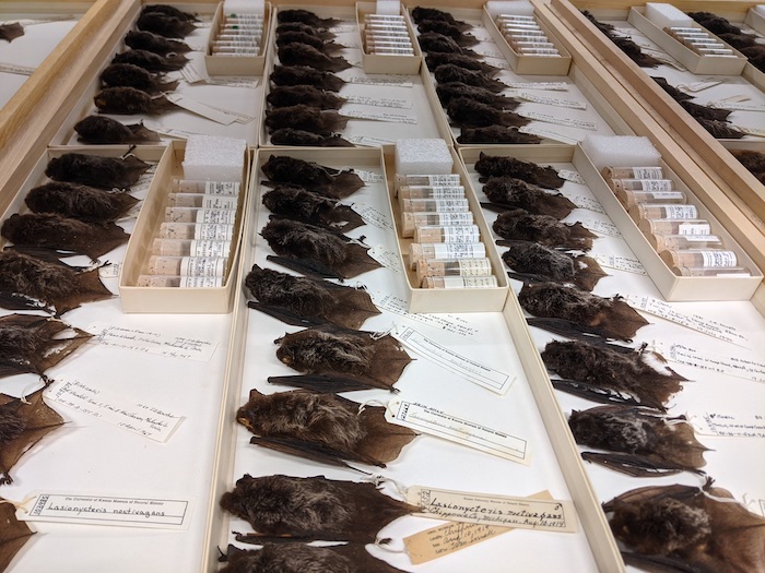 Because tissues from specimens collected many decades ago still can be genetically analyzed, preserving them well for future analysis can even have implications for fighting potential disease outbreaks in people, as well as tracking the spread of invasive species.