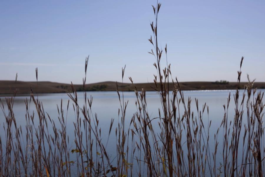 Reeds along a Kansas shoreline.