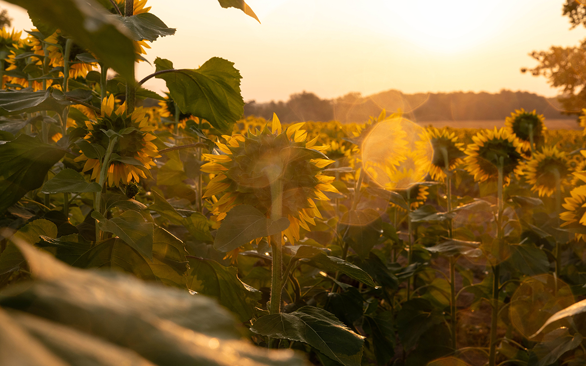 Sunflowers in field