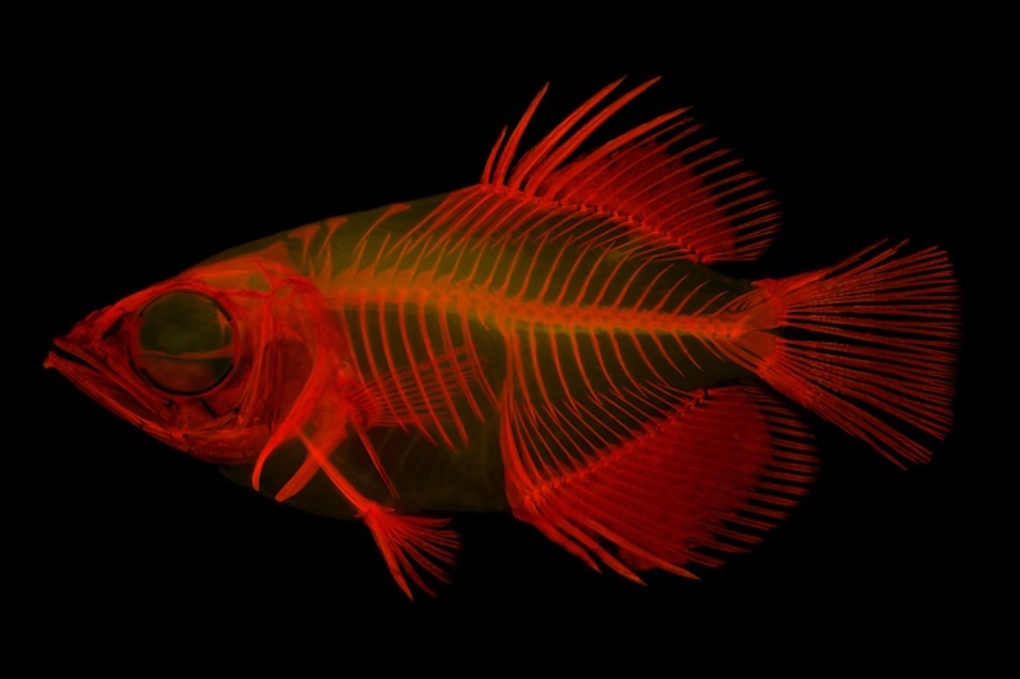 stained archerfish skeleton glowing red on a black background