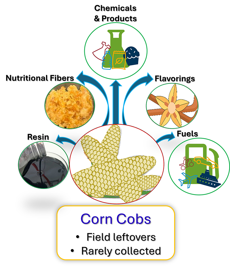 Diagram showing that corn cobs can be used to create many valuable products, including resins, nutritional fibers, chemicals, flavorings and fuels.