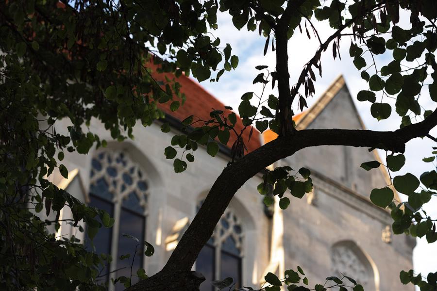 Watson library with tree branches in foreground