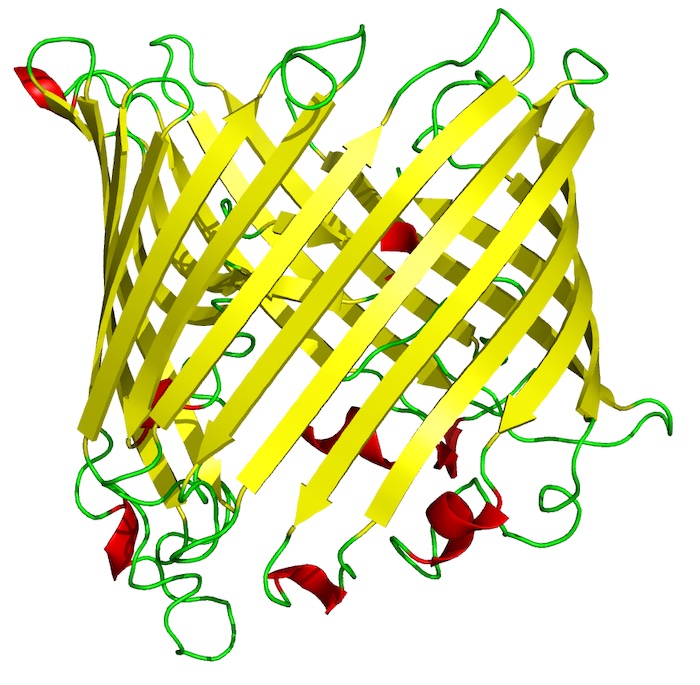  Image of an 18-strand beta barrel from S. typhimurium that allows sucrose to diffuse through a membrane. Credit: Wikimedia  