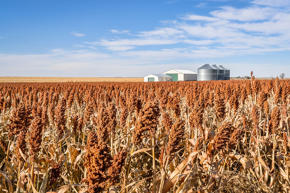 Sorghum field in Kansas, farm in distance