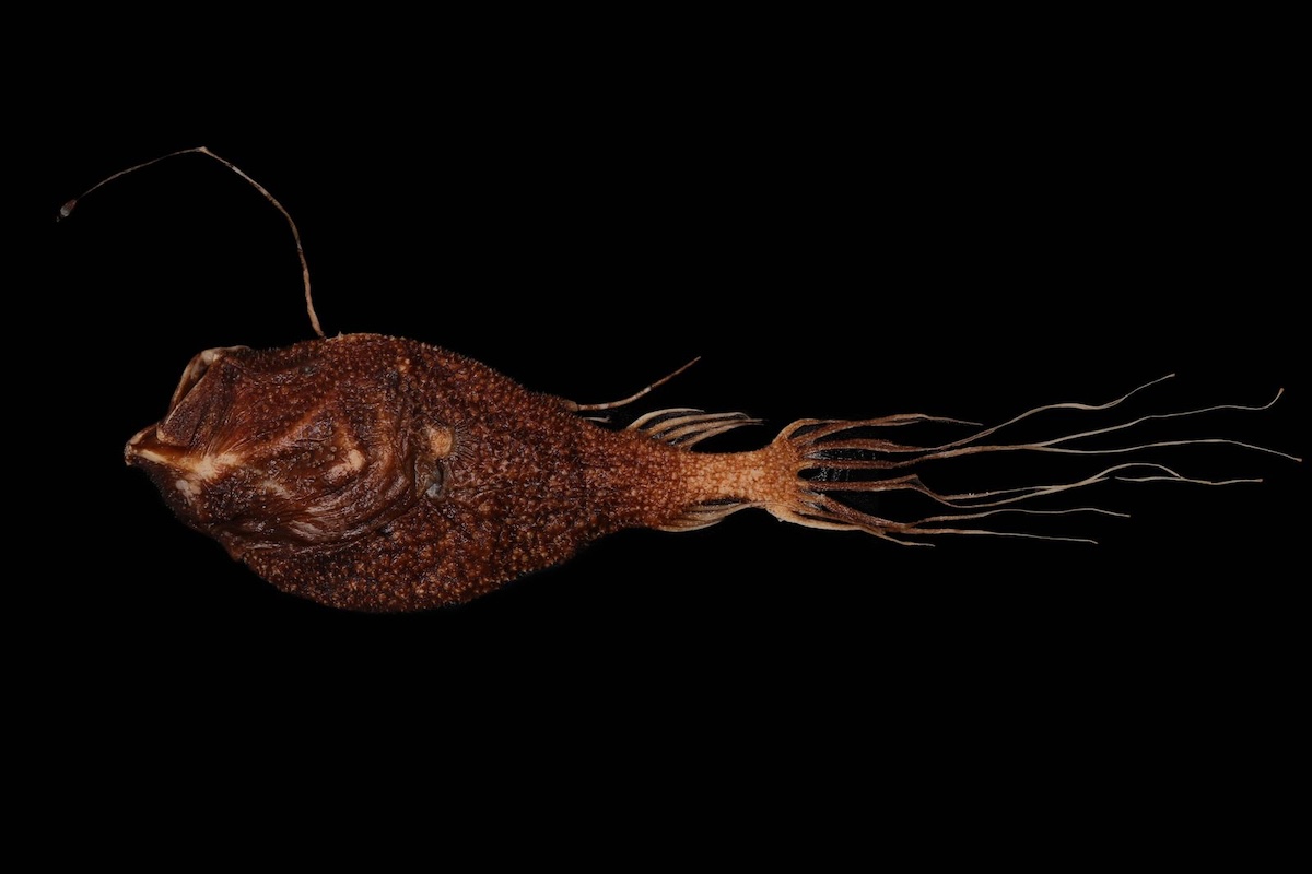 Southern seadevil, or the anglerfish species Ceratias tentaculatus
