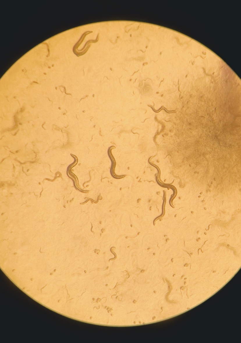 C. Elegans on a plate