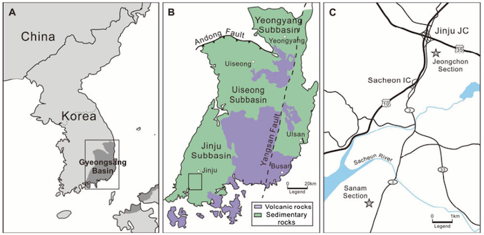  Locality map of the study area. A, distribution of Cretaceous sedimentary basins around the Korean Peninsula; rectangular area is magnified in B. B, simplified geological map of the Gyeongsang Arc System; the sedimentary rocks represent the Gyeongsang Backarc Basin, while the volcanic rocks represent the Gyeongsang Volcanic Arc; rectangular area is magnified in C (modified from Chough & Sohn 2010; the displacement by the Yangsan Fault has been recovered). C, road map of the study area showing the two fossil localities (stars). Credit: Paul Selden.