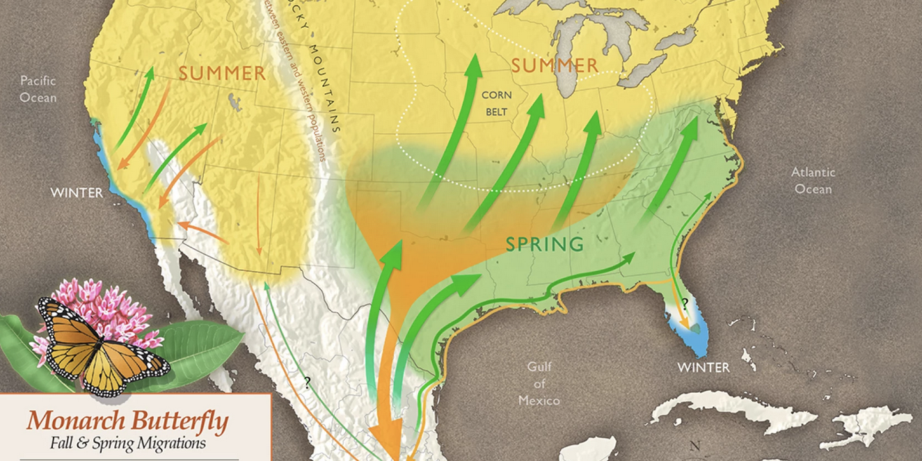 Map showing North American migration routes of monarch butterflies.