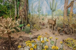 Detail of Panorama exhibit showing desert area with colorful cacti, deer and other fauna